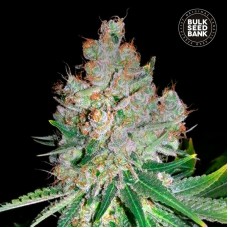 Bulk Seed Bank Cheese feminised