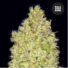 Bulk Seed Bank Chronical feminised