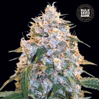 Bulk Seed Bank Cocopopo feminised