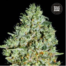 Bulk Seed Bank Critical feminised