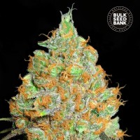 Bulk Seed Bank Critical Mass feminised