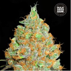 Bulk Seed Bank Critical Mass feminised