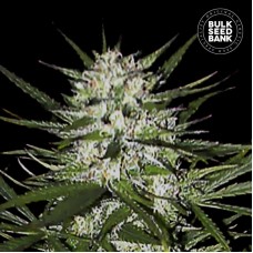 Bulk Seed Bank Early Top Skunk feminised