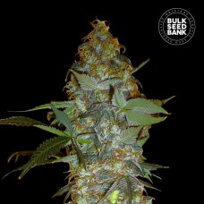 Bulk Seed Bank Euforia Special feminised