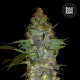 Насіння коноплі Bulk Seed Bank Euforia Special feminised