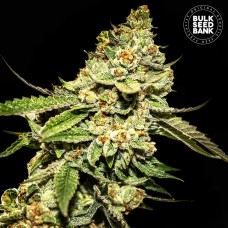 Bulk Seed Bank Bruce Banner #5 feminised