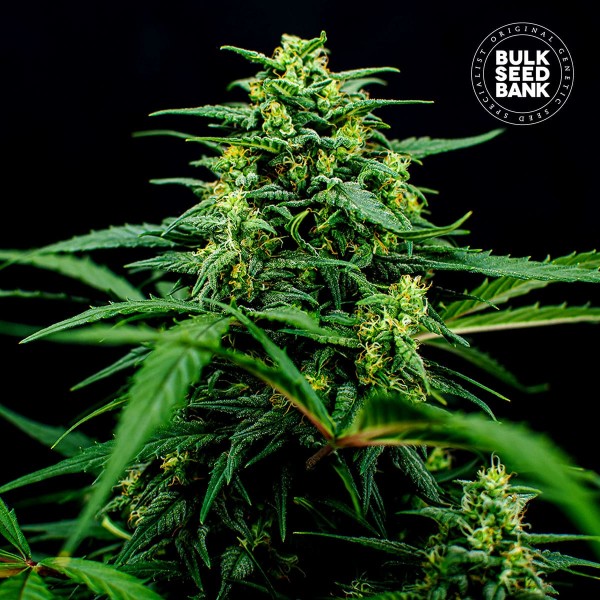 Семена конопли Bulk Seed Bank Mimosa Famosa feminised