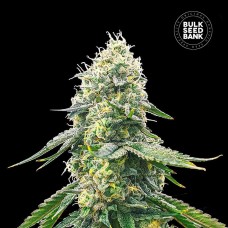 Bulk Seed Bank Gelato Samba feminised