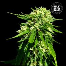 Bulk Seed Bank CBD Good Wild Shark feminised