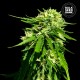 Насіння коноплі Bulk Seed Bank CBD Good Wild Shark feminised