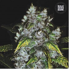 Bulk Seed Bank Good Wild Shark feminised