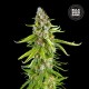 Насіння коноплі Bulk Seed Bank Grande Crack feminised