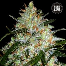 Bulk Seed Bank Grapefruit feminised