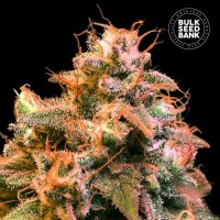 Bulk Seed Bank Guerilla Glue feminised