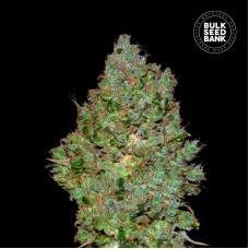 Bulk Seed Bank Jack Hair feminised