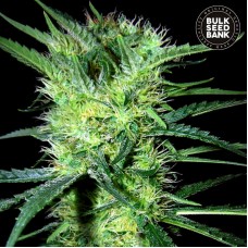 Bulk Seed Bank K2 feminised