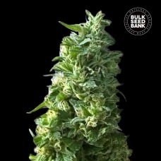 Bulk Seed Bank Lime Skunk feminised