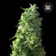 Насіння коноплі Bulk Seed Bank Lime Skunk feminised