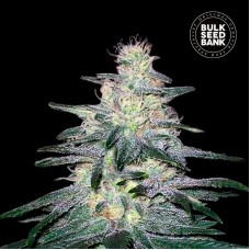 Bulk Seed Bank Locomotive feminised