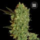 Насіння коноплі Bulk Seed Bank Marley’s Bud feminised