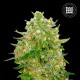 Семена конопли Bulk Seed Bank Master Kush Grand feminised