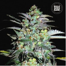 Bulk Seed Bank Mazar Extra feminised