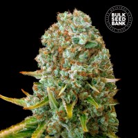 Bulk Seed Bank Moby Big feminised