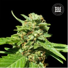 Bulk Seed Bank CBD Nepal Gold feminised