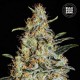 Насіння коноплі Bulk Seed Bank New’s Haze feminised