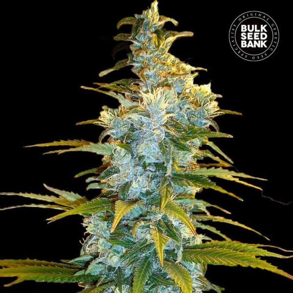 Насіння коноплі Bulk Seed Bank Northern Light feminised