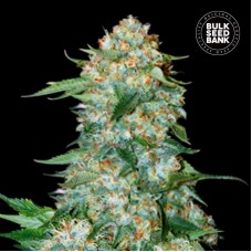 Bulk Seed Bank OG Kush feminised
