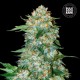 Семена конопли Bulk Seed Bank OG Kush feminised