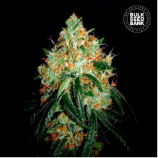Bulk Seed Bank Original Orange Bud feminised