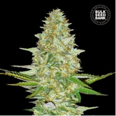 Bulk Seed Bank Perfect Power Plant feminised