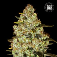 Bulk Seed Bank Psychedelic feminised
