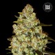 Семена конопли Bulk Seed Bank Psychedelic feminised