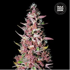 Bulk Seed Bank Purple Glam Kush feminised