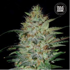 Bulk Seed Bank Sensible Star feminised