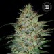 Насіння коноплі Bulk Seed Bank Sensible Star feminised