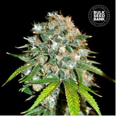 Bulk Seed Bank Skunk #99 feminised