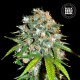 Насіння коноплі Bulk Seed Bank Skunk #99 feminised