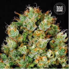 Bulk Seed Bank Sour Diesel feminised