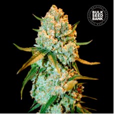 Special Crystal Haze feminised (Bulk Seed Bank)