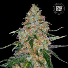 Special Skunk feminised (Bulk Seed Bank)