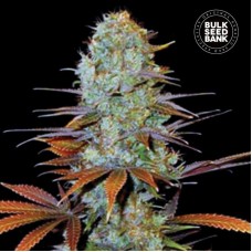 Bulk Seed Bank Sunmango feminised