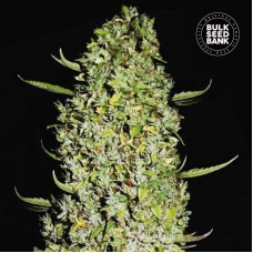 Bulk Seed Bank The Unlimited feminised