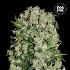 Bulk Seed Bank White Prussian feminised