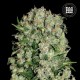 Насіння коноплі Bulk Seed Bank White Prussian feminised
