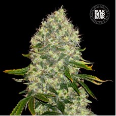 Bulk Seed Bank White Widow feminised