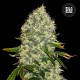 Семена конопли Bulk Seed Bank White Widow feminised